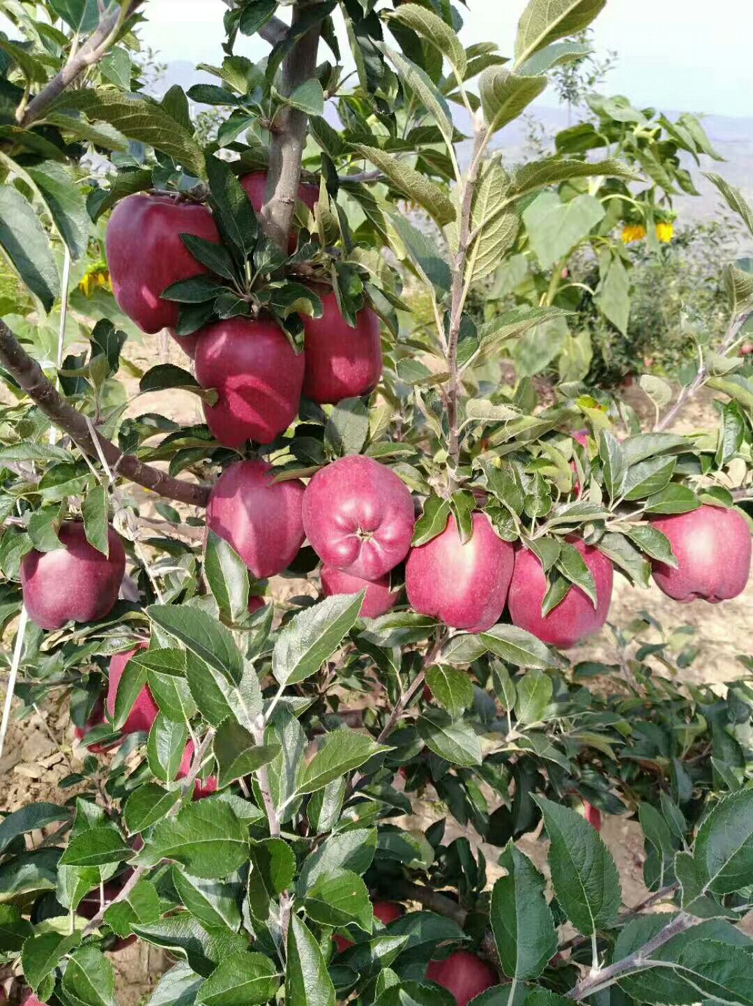 甘肃天水苹果种植新闻报道天水师范学院今年秋季新生几号报道